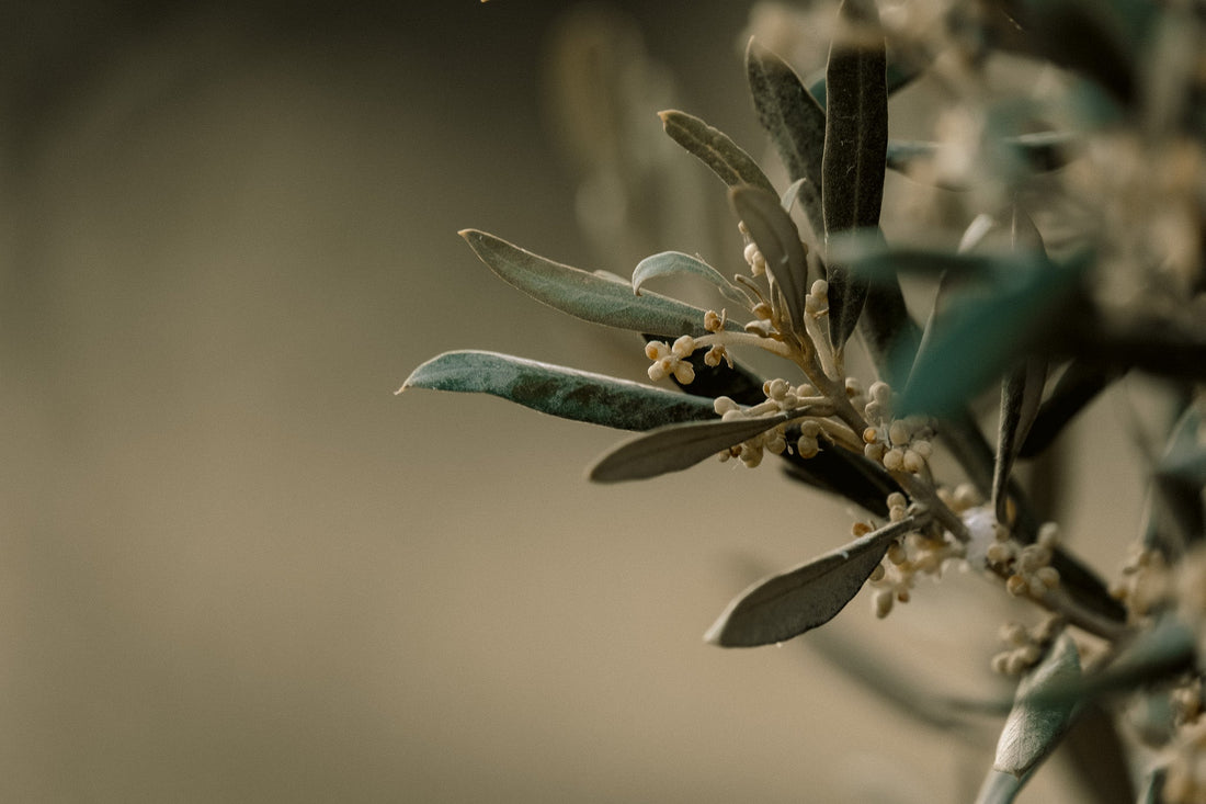 The Power of Olive Oil - Zennora
