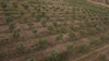 intro video olijfgaarden zennora